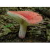 Мицелий Сыроежки красивой  / Сыроежка розовая (Russula bella)